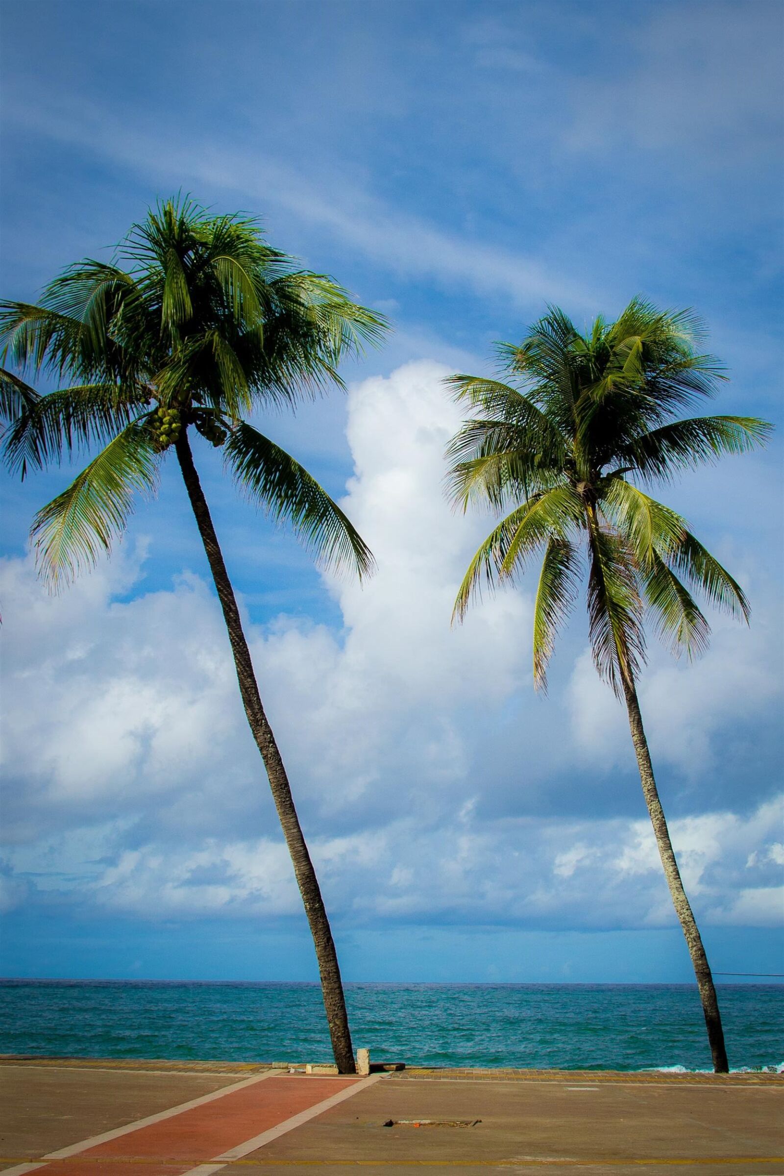 Nikon D3100 sample photo. Clouds, ocean, palmtree, sea photography