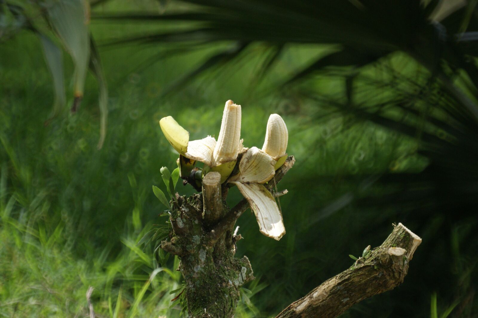 Sony Alpha DSLR-A390 sample photo. Landscapes, fauna, flora photography