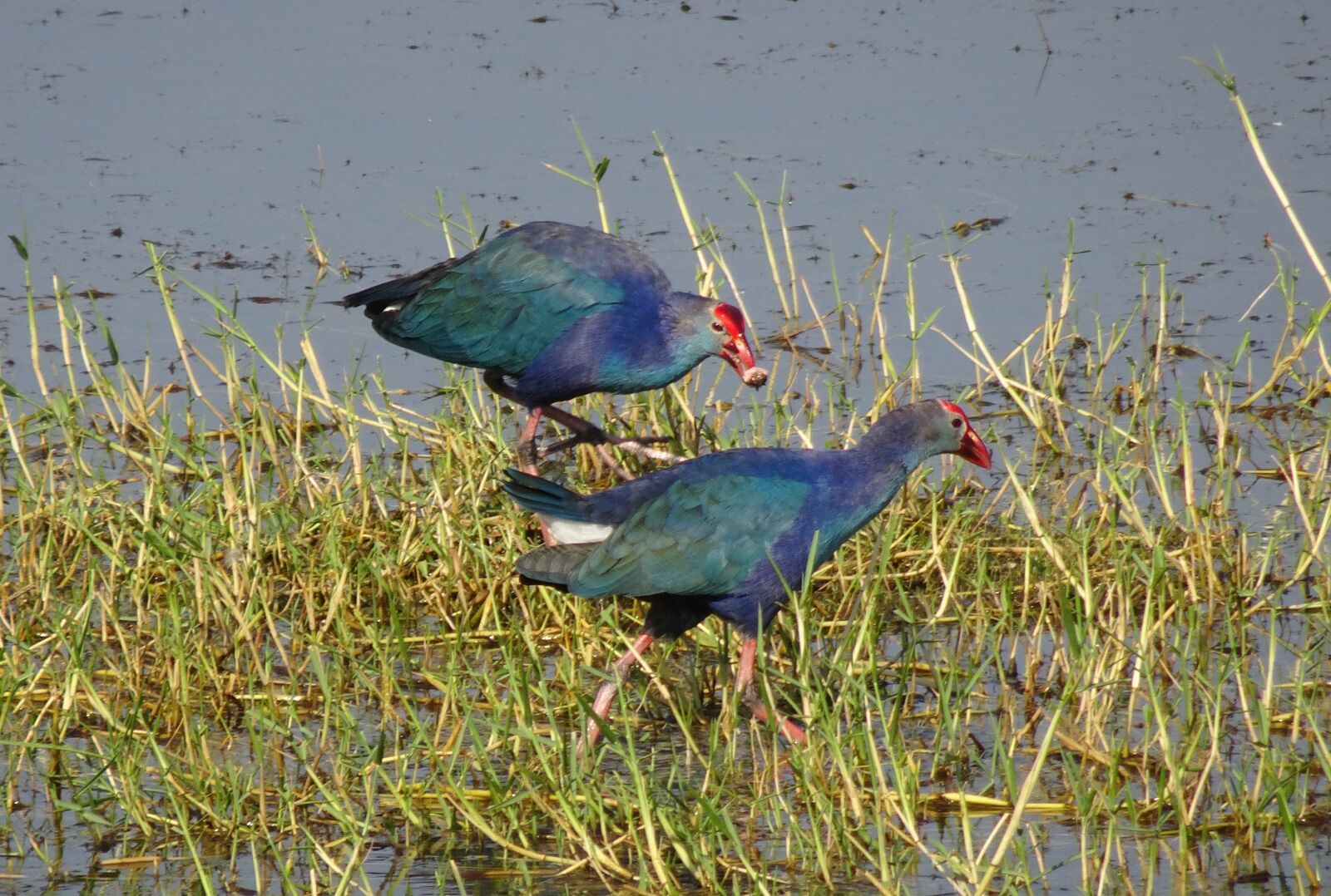Sony Cyber-shot DSC-HX90V sample photo. Purple swamphen, purple moorhen photography