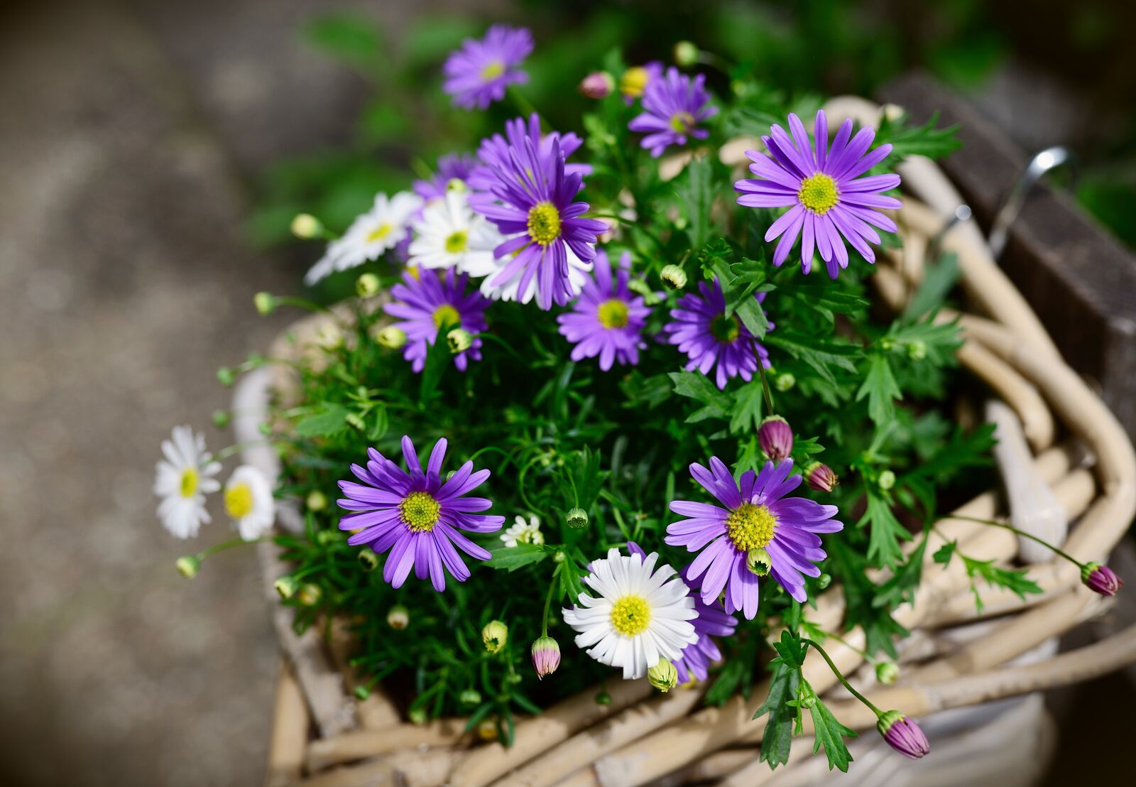 Nikon D610 sample photo. Daisies, flower basket, garden photography