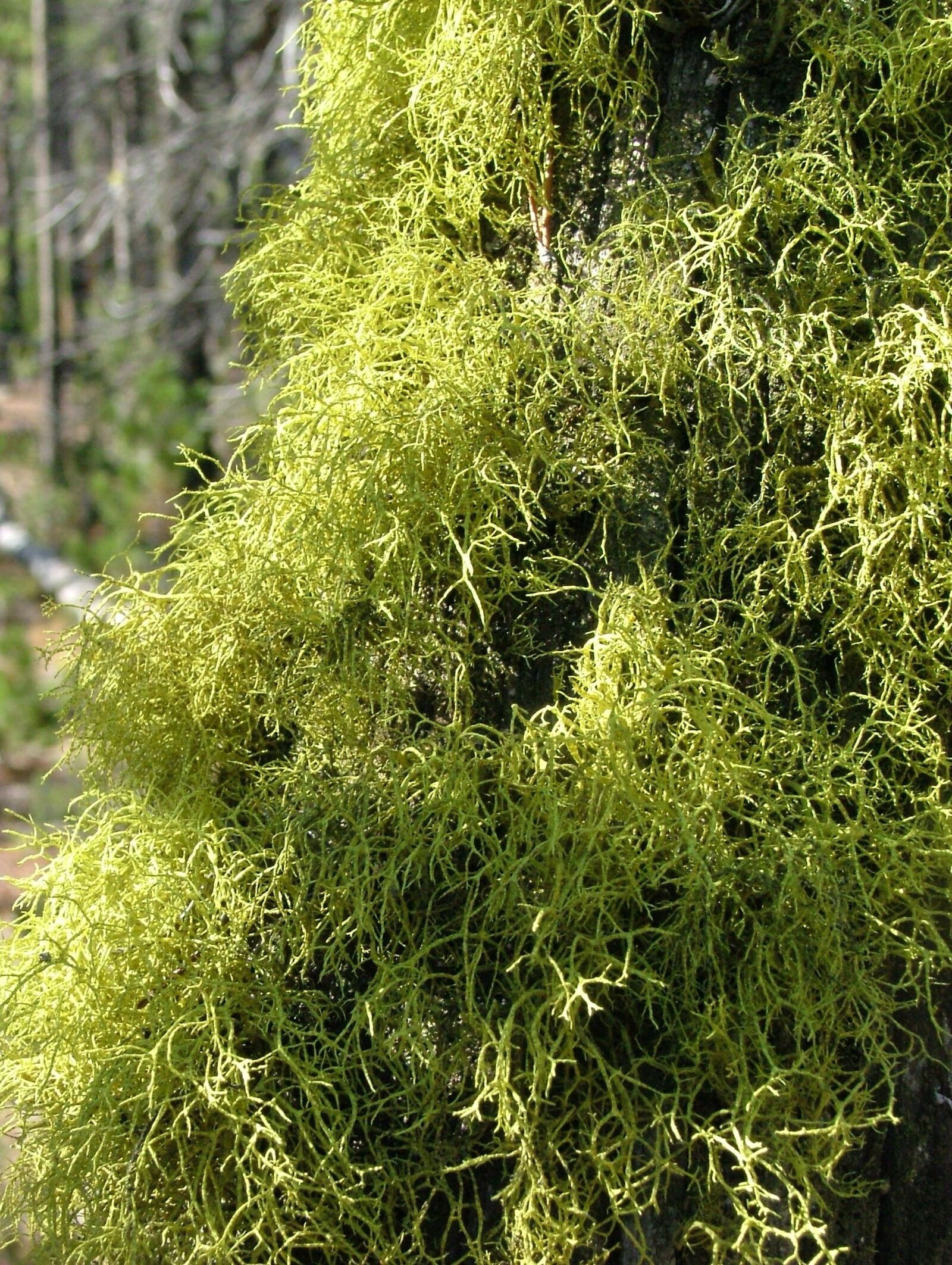 Fujifilm FinePix S5000 sample photo. Moss, lichen, tree photography