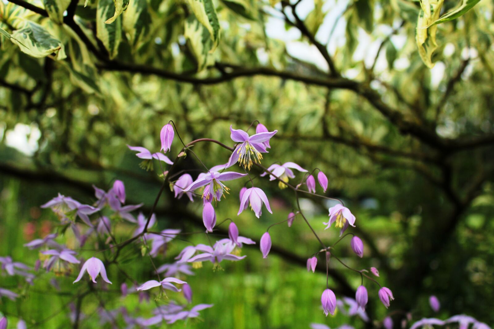 Canon EOS 600D (Rebel EOS T3i / EOS Kiss X5) sample photo. Rhombus, pink, flowery photography