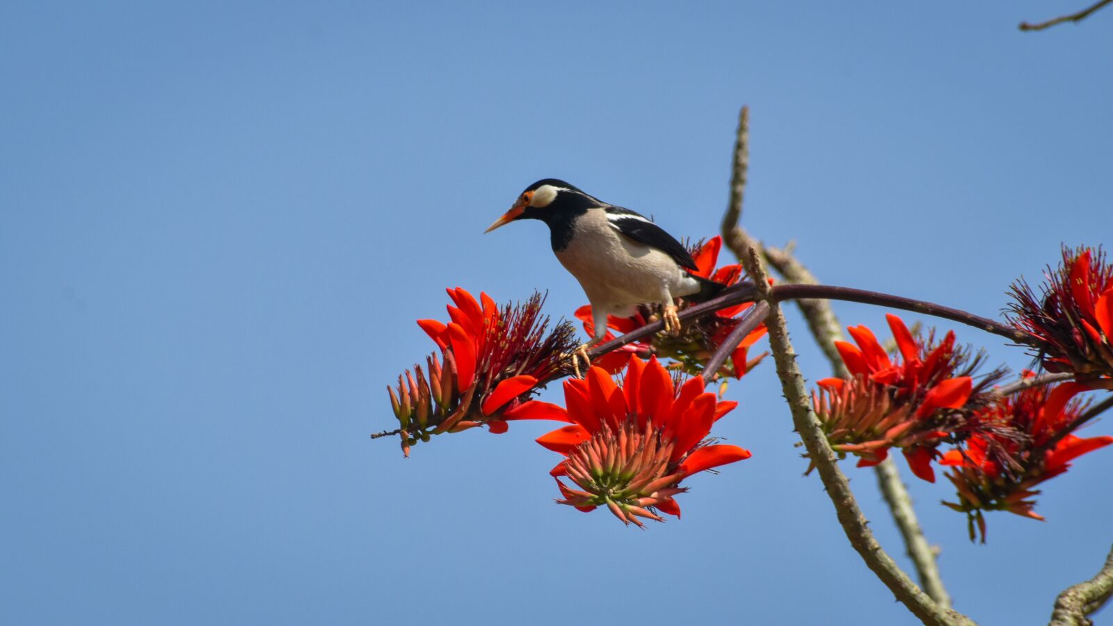 Nikon D3500 sample photo. Beak, feather, nature photography