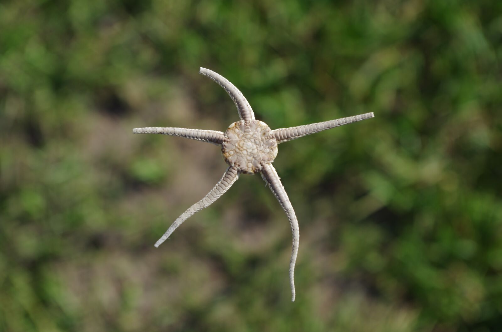 Pentax K-50 sample photo. Nature, animal world, animal photography