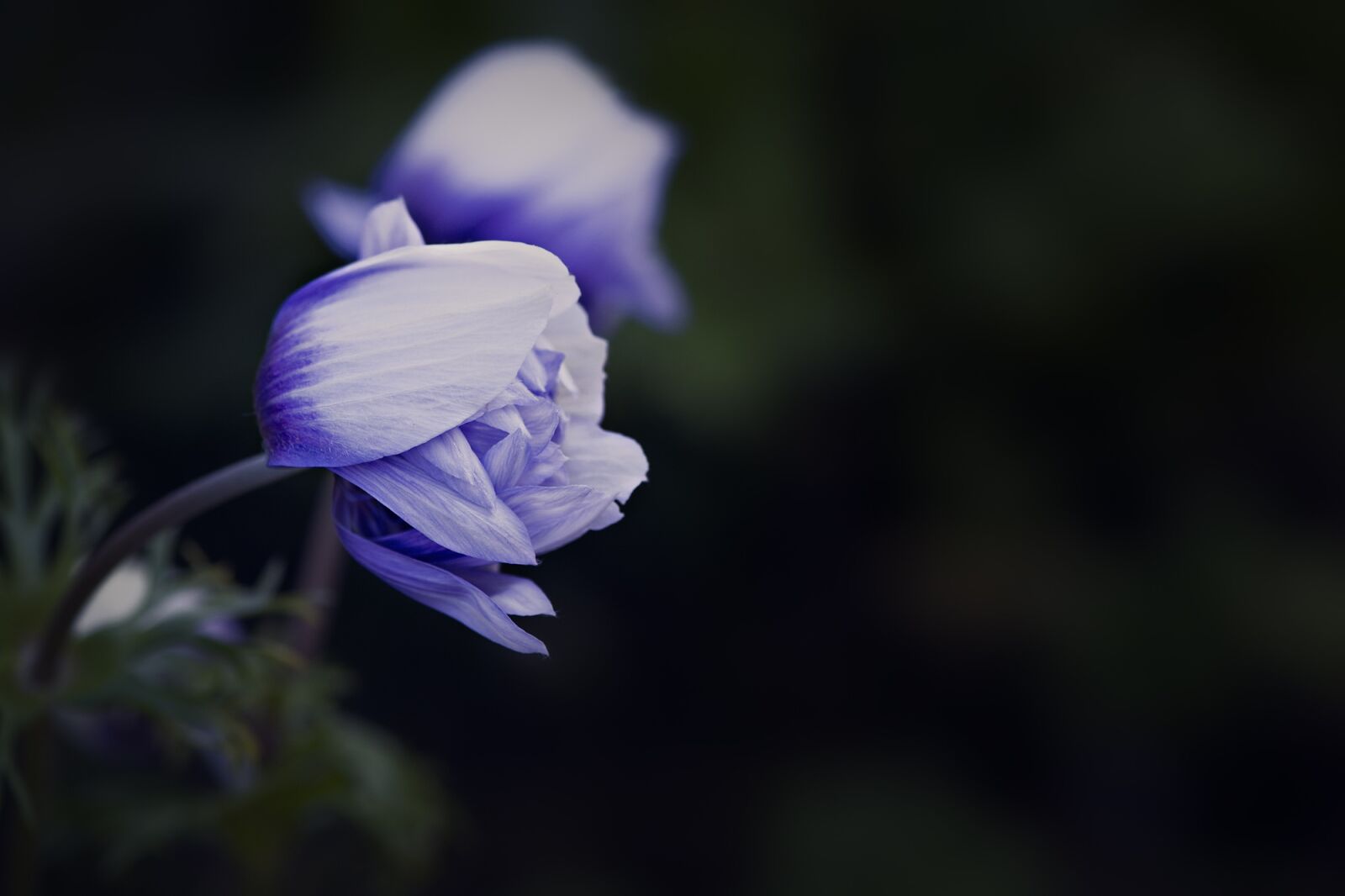 Nikon D7100 sample photo. Anemone, blue white, blossom photography