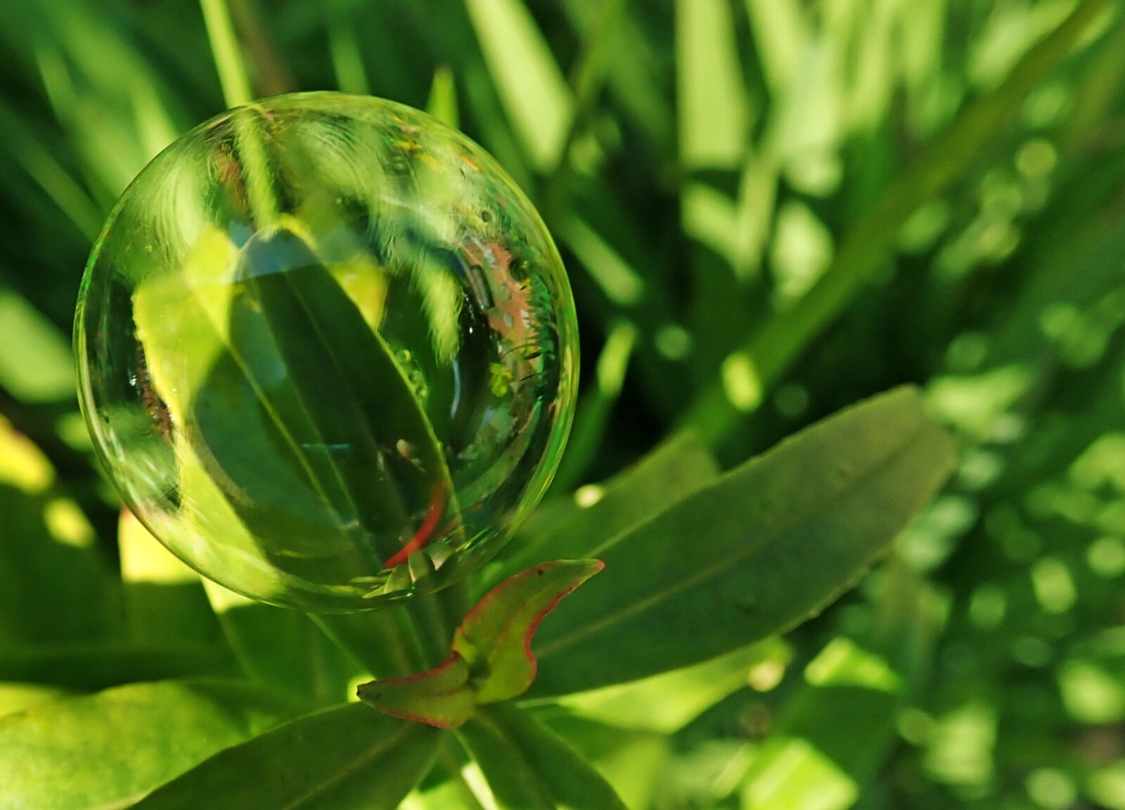 Olympus TG-5 sample photo. Bubble, leaves, plants photography