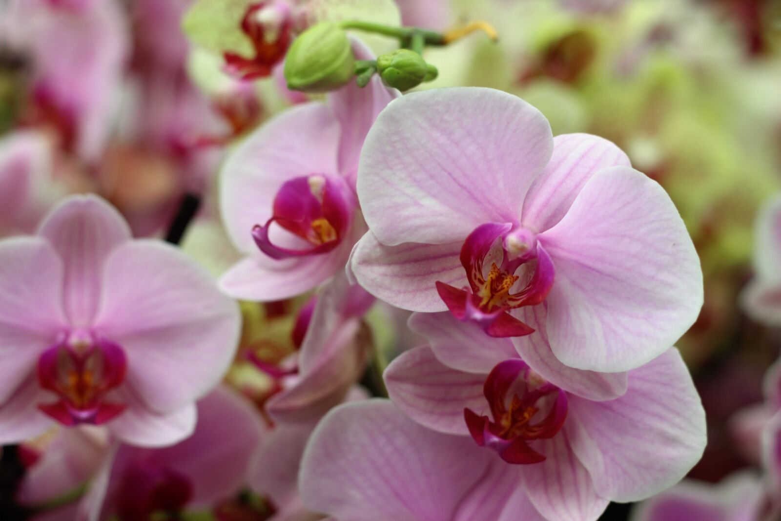 Canon EOS 600D (Rebel EOS T3i / EOS Kiss X5) + Canon EF 50mm F1.8 II sample photo. Orchid, flower, isolated photography