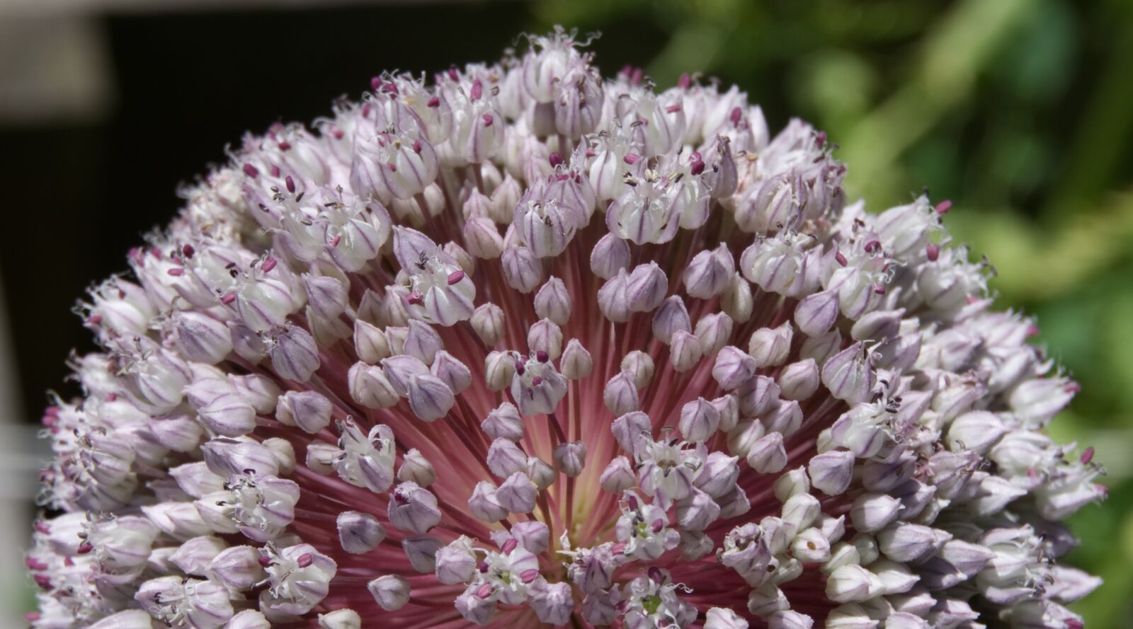 Sony a6000 sample photo. Flower, garden, leek photography