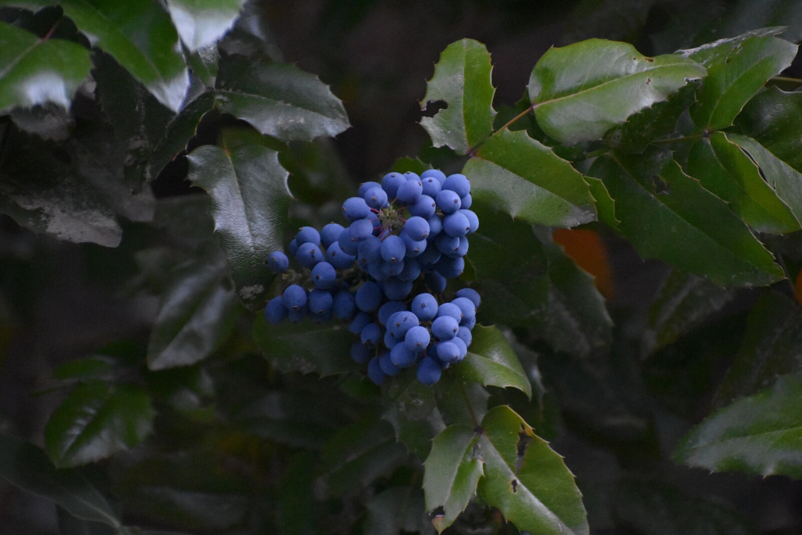 Nikon D3400 sample photo. Mahonia, fruit, leaves photography