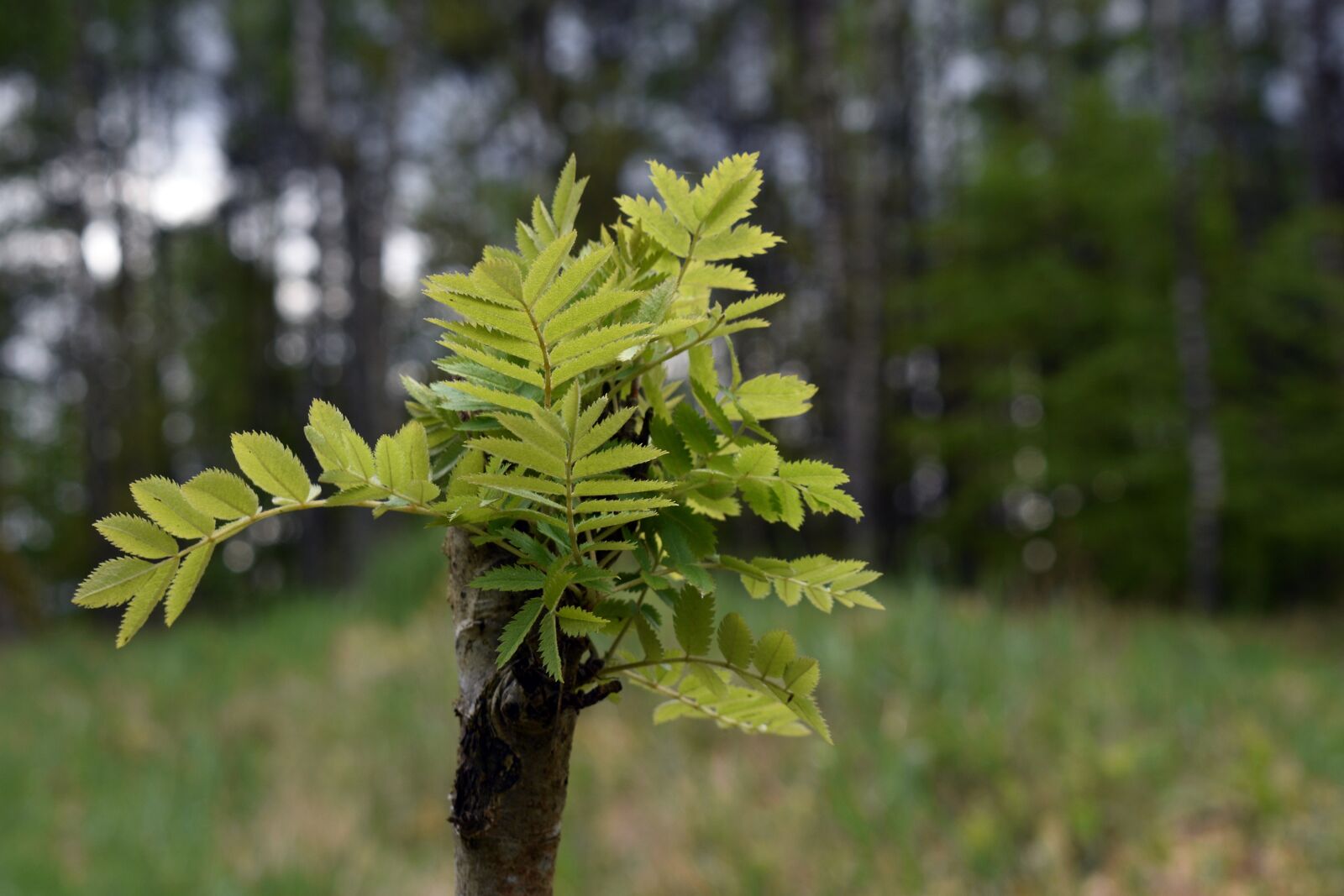 Nikon D3400 sample photo. Seedling, spring, green photography