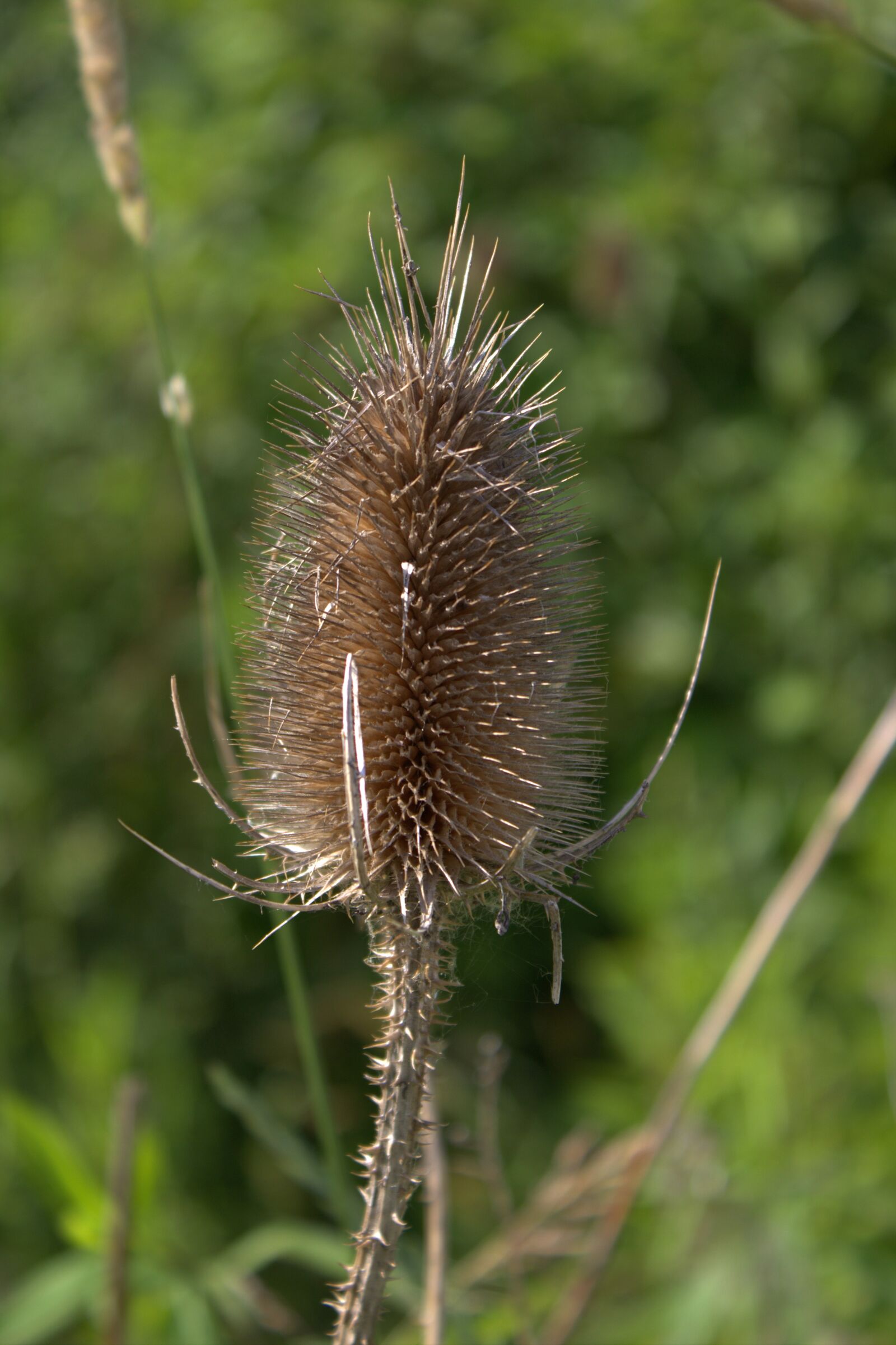 Canon EOS 600D (Rebel EOS T3i / EOS Kiss X5) sample photo. Thistle, plant, wild flower photography
