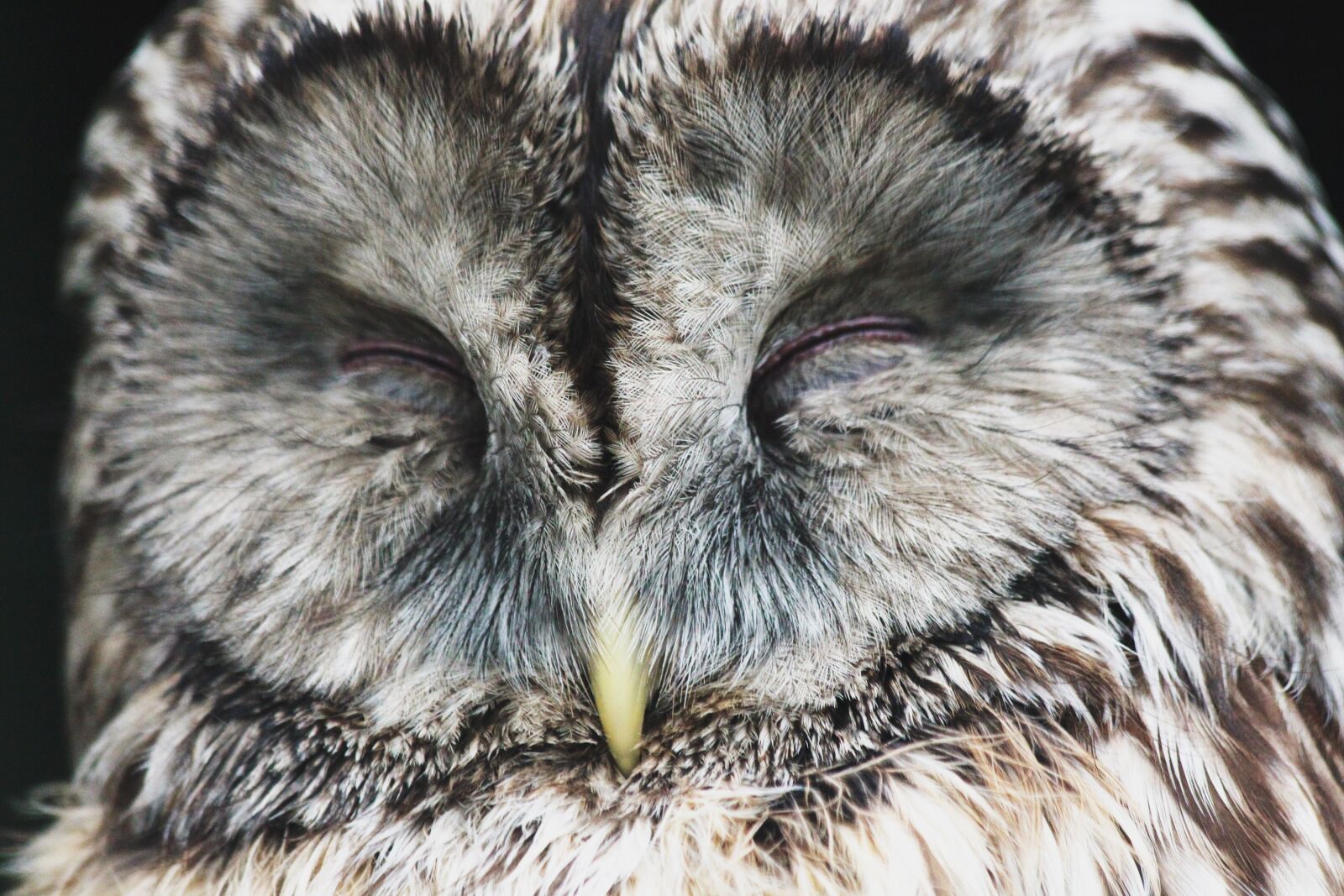 Canon EOS 650D (EOS Rebel T4i / EOS Kiss X6i) sample photo. Owl, bird, sleeps photography