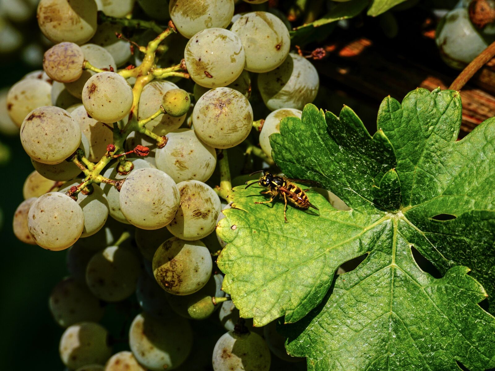 Sony DT 55-300mm F4.5-5.6 SAM sample photo. Grapes, fruit, vine photography