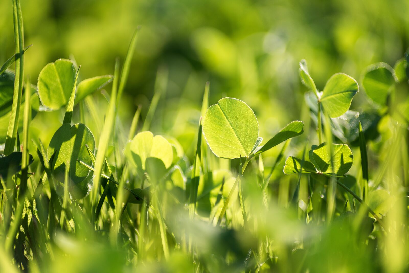 Nikon D750 sample photo. Grass, green, summer photography