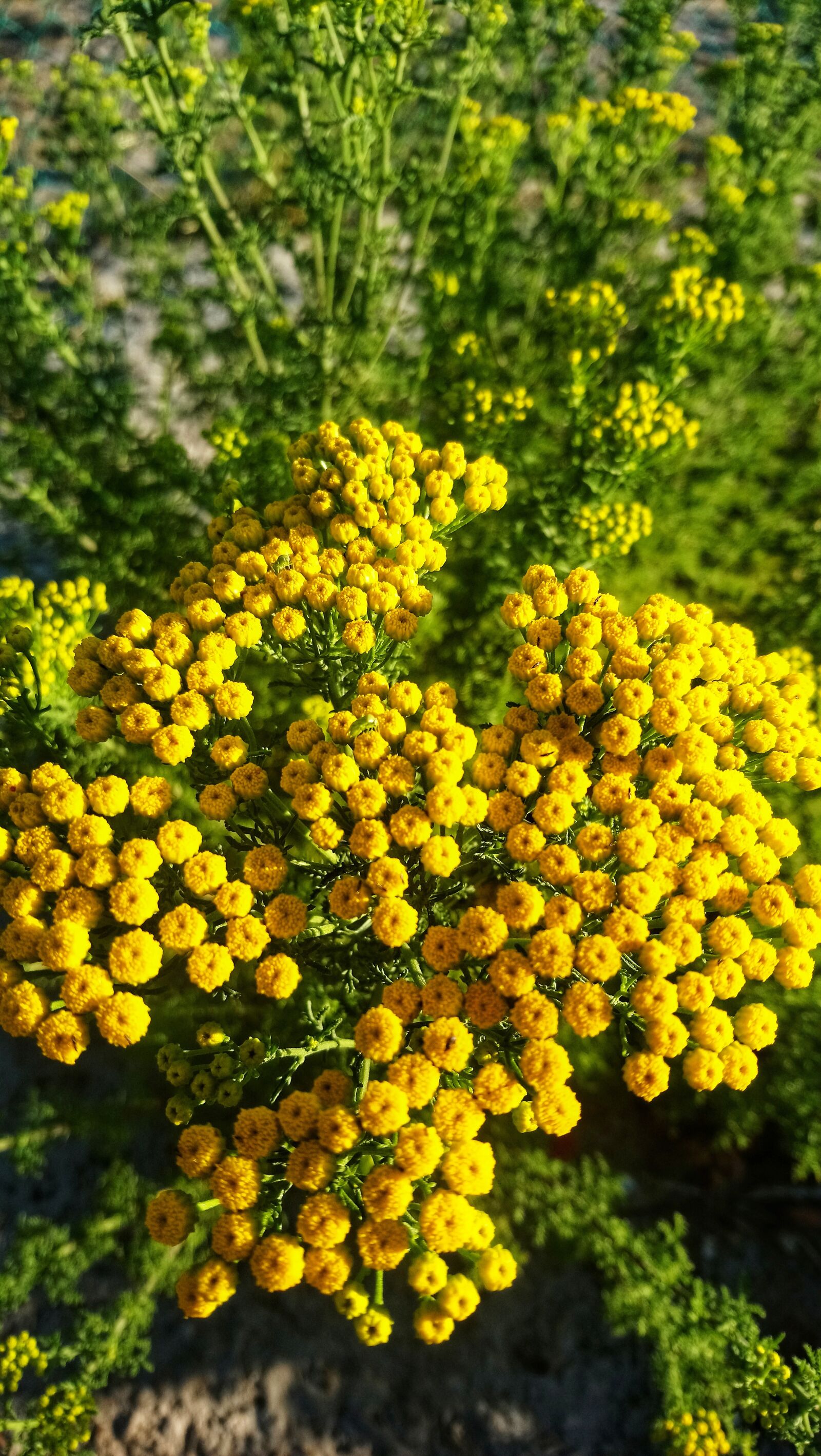 Sony Xperia XA1 Ultra sample photo. Flower, south africa, plant photography