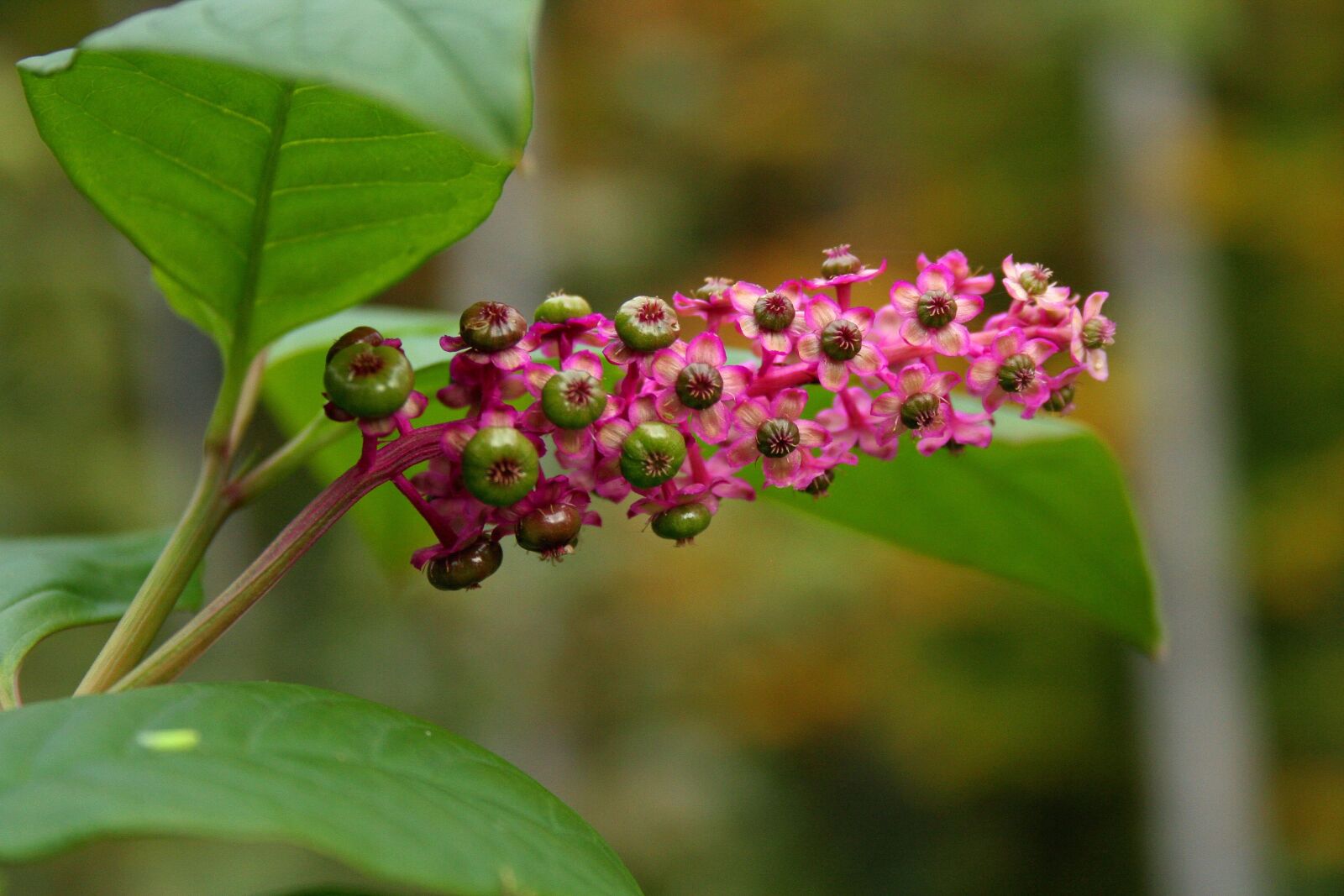 Canon EOS 350D (EOS Digital Rebel XT / EOS Kiss Digital N) sample photo. American pokeweed, nature, inflorescence photography