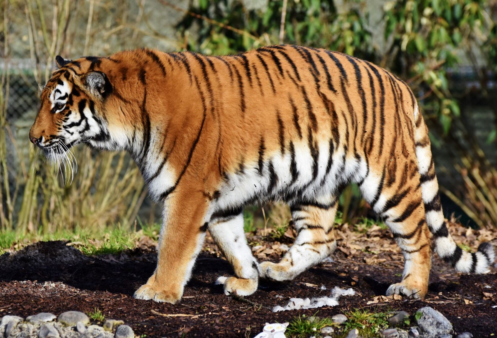 Nikon D7200 sample photo. Tiger, big cat, predator photography