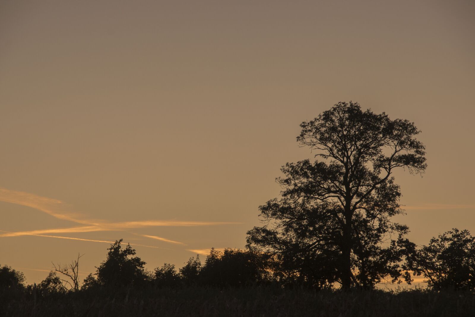 Nikon D5600 sample photo. Field, twilight, landscape photography