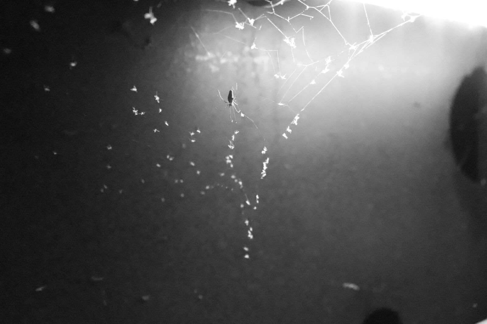 Canon EOS 200D (EOS Rebel SL2 / EOS Kiss X9) sample photo. Spider, black and white photography