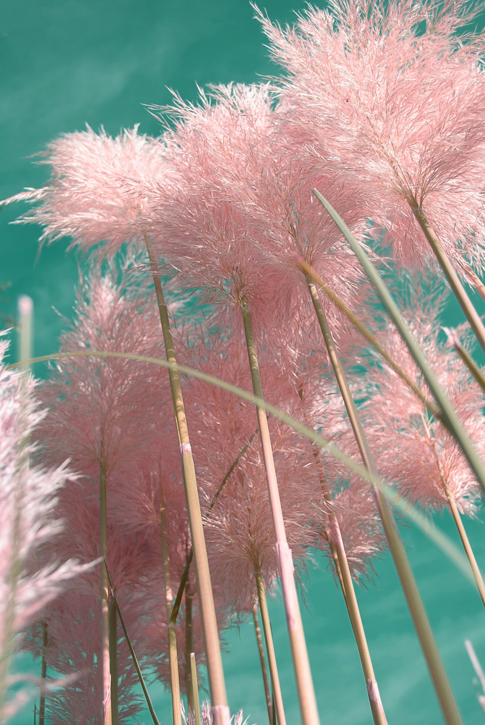 Nikon D3000 sample photo. Pampas grass, ornamental grasses photography