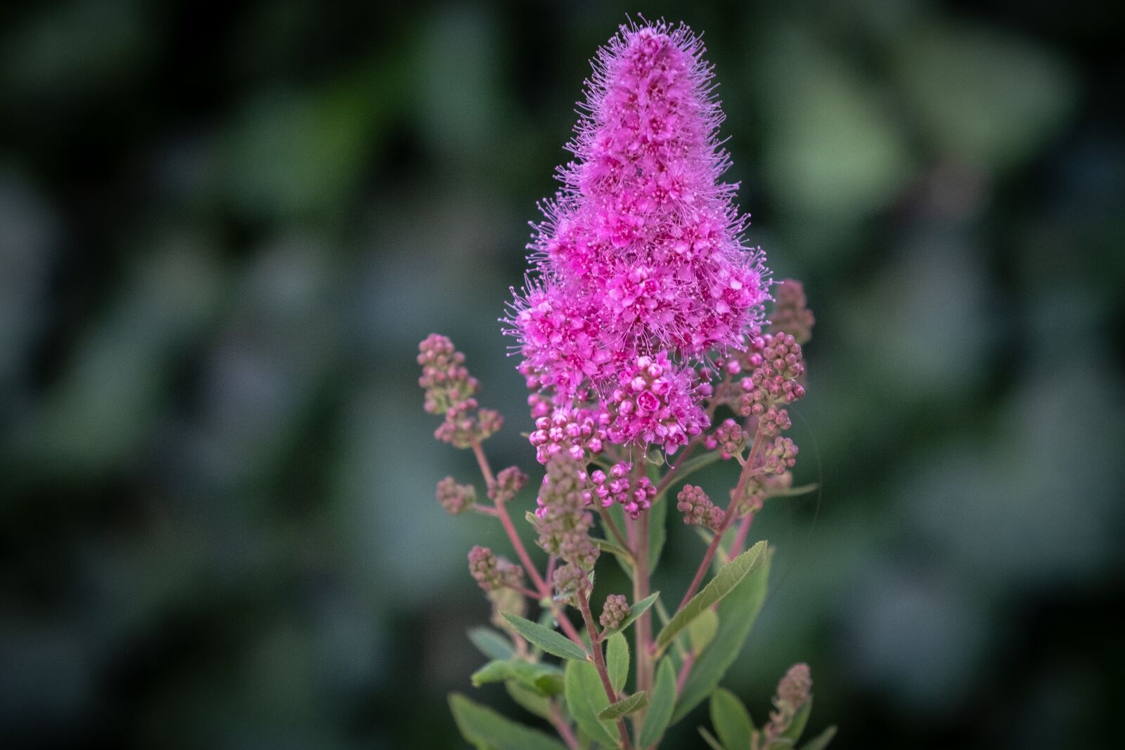 Fujifilm X-T2 sample photo. Flowers, bud, plant photography