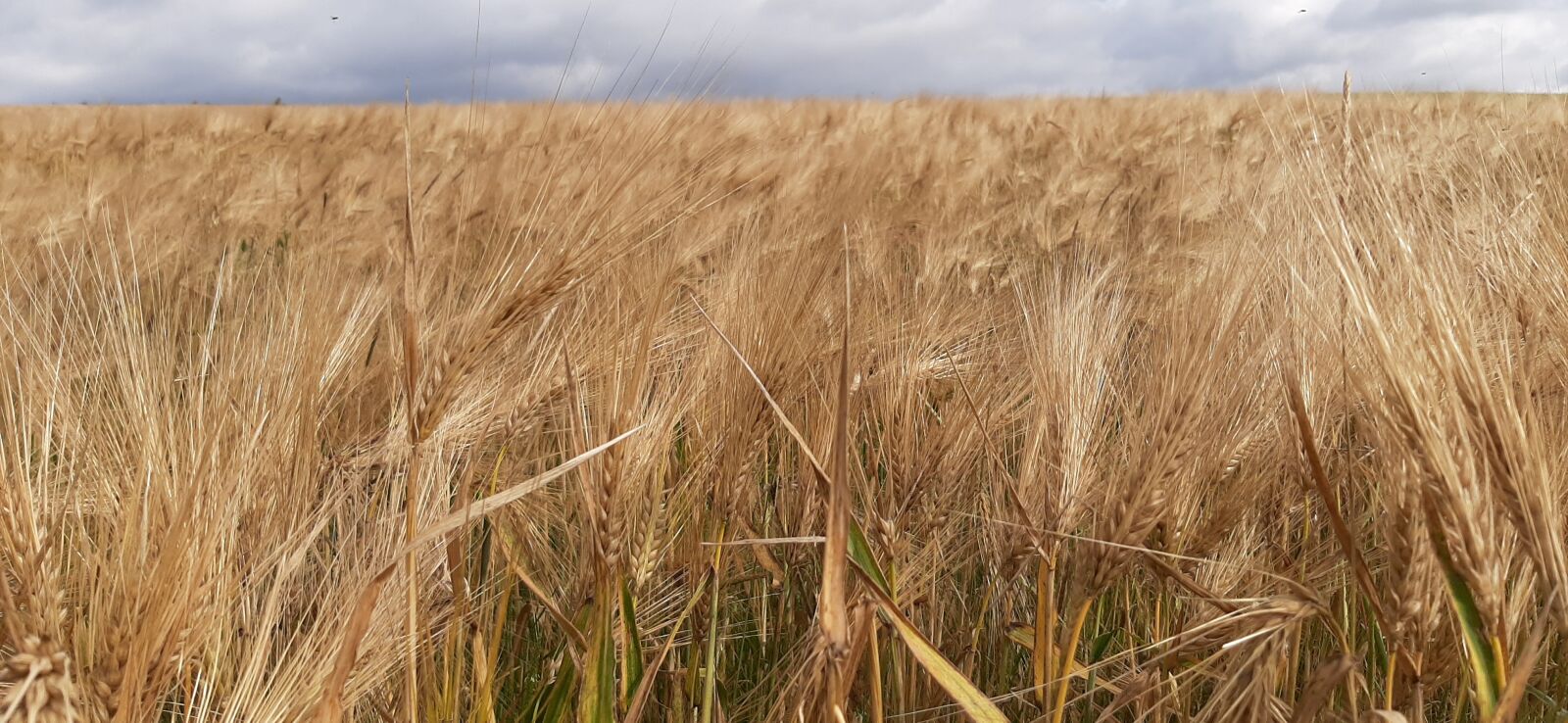 Samsung Galaxy A50 sample photo. Field, cereal, rye photography