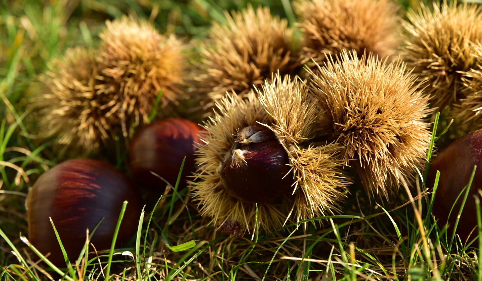 Nikon D750 sample photo. Chestnut, autumn, fruit photography