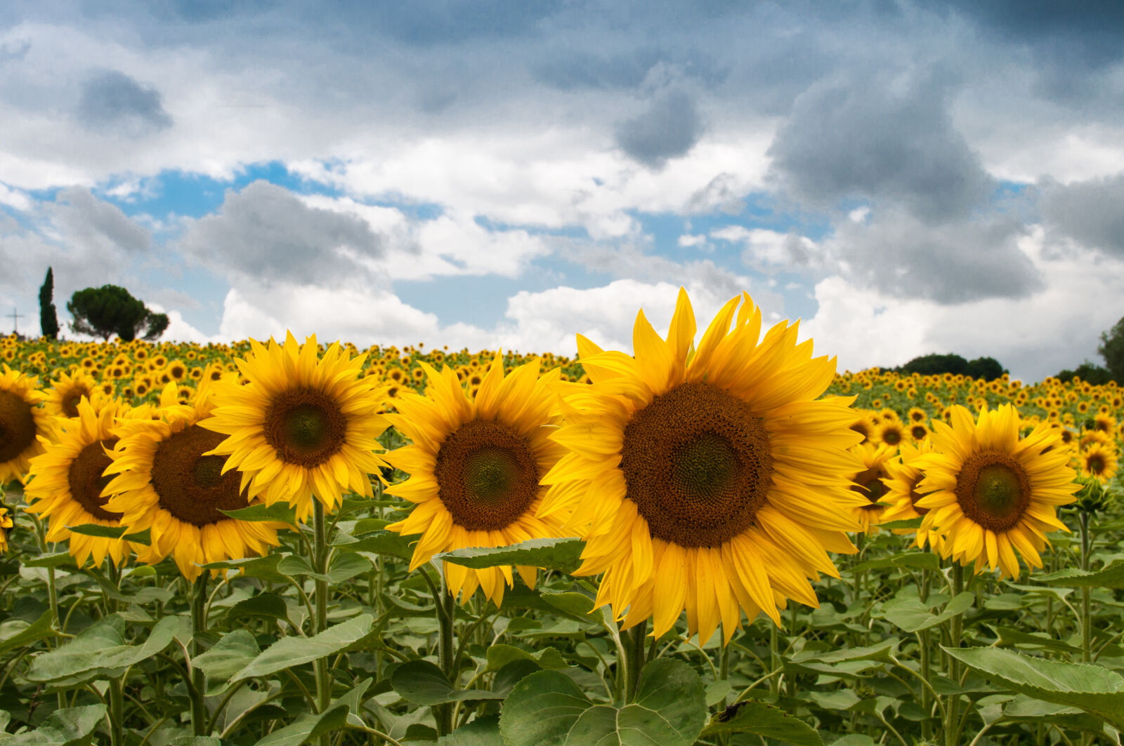 Nikon D5000 sample photo. Nature, field, summer, quantity photography