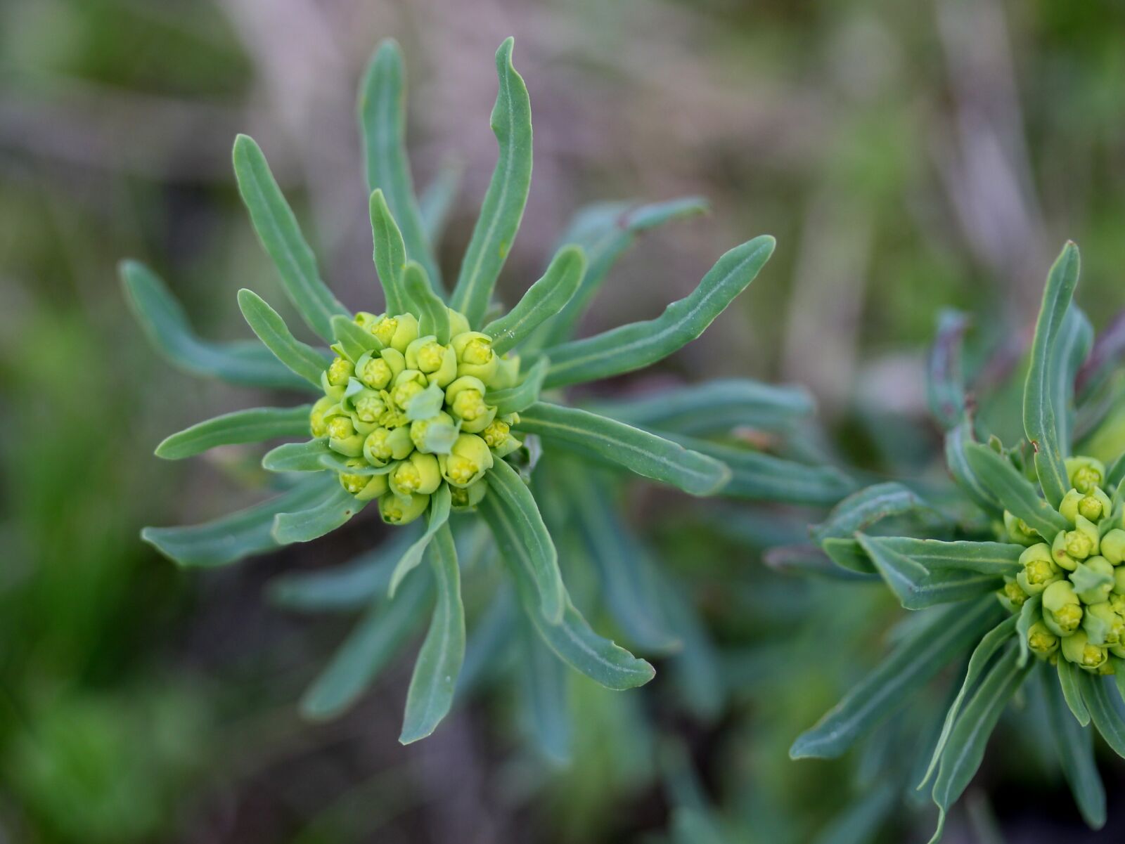 Canon EF-S 60mm F2.8 Macro USM sample photo. Plant, milk primrose, green photography