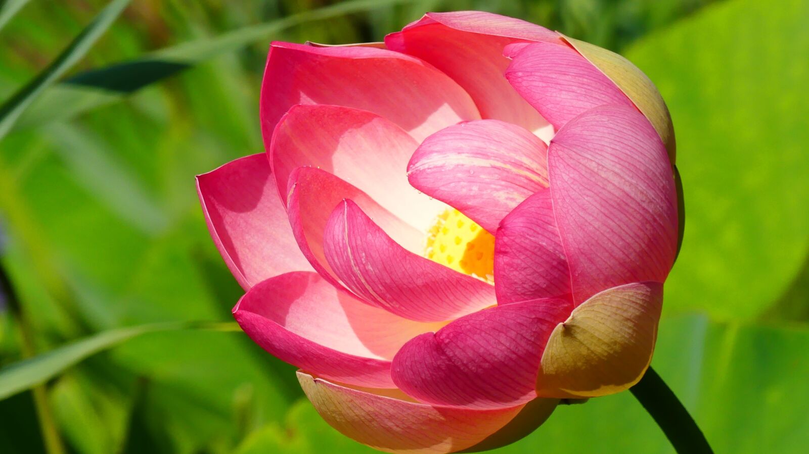 Panasonic Lumix DMC-FZ300 sample photo. Lotus, plant, blossom photography