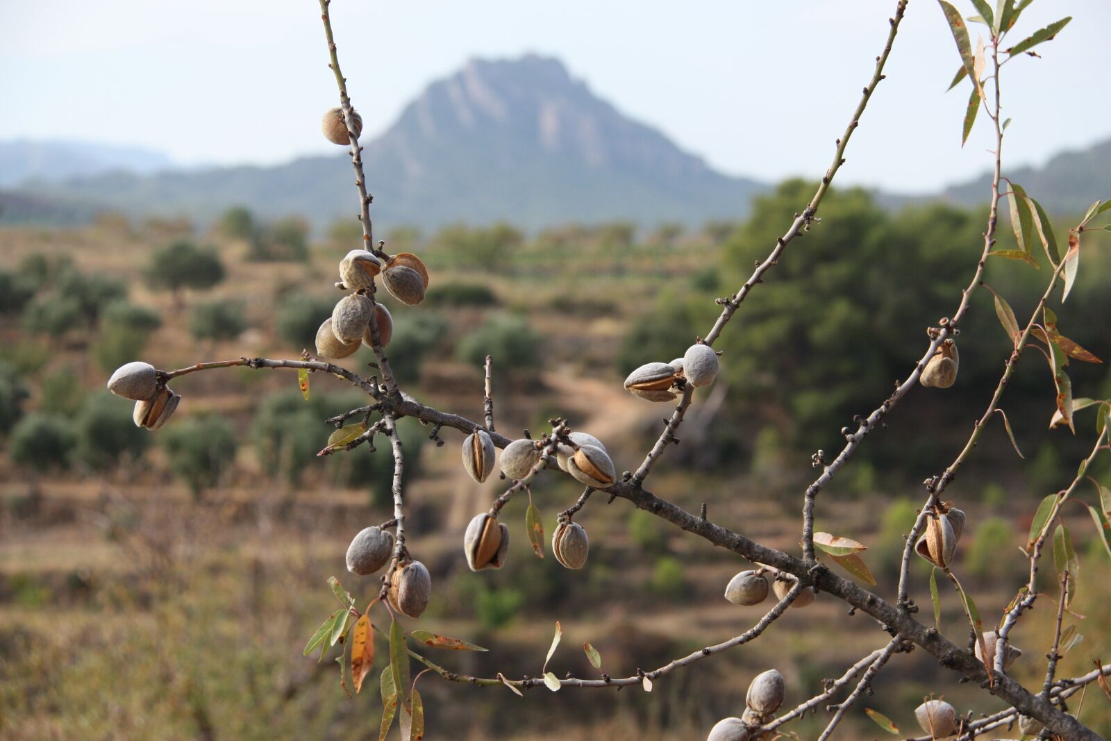 Canon EOS 450D (EOS Rebel XSi / EOS Kiss X2) sample photo. Terra-high, almond trees, landscape photography