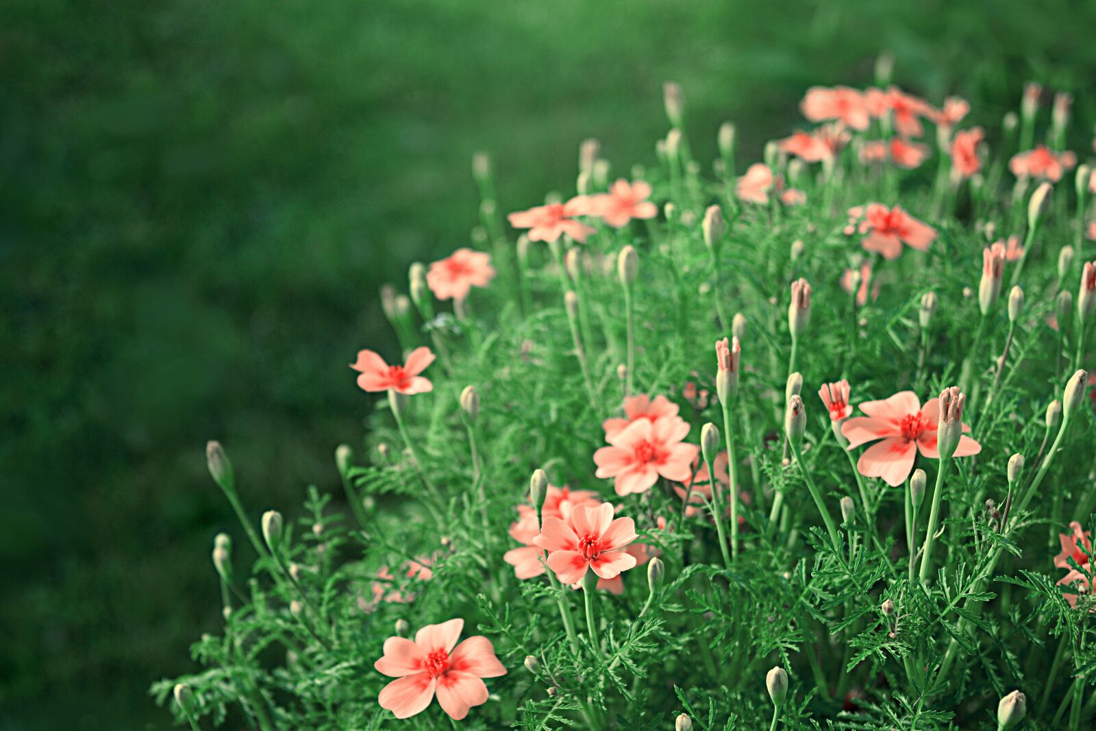 Nikon D3300 sample photo. Pink flowers, garden flowers photography