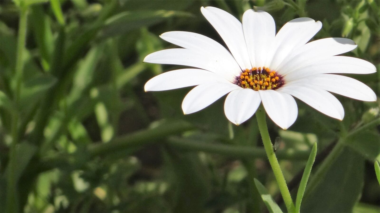 Sony Cyber-shot DSC-HX100V sample photo. White, flower, nature photography