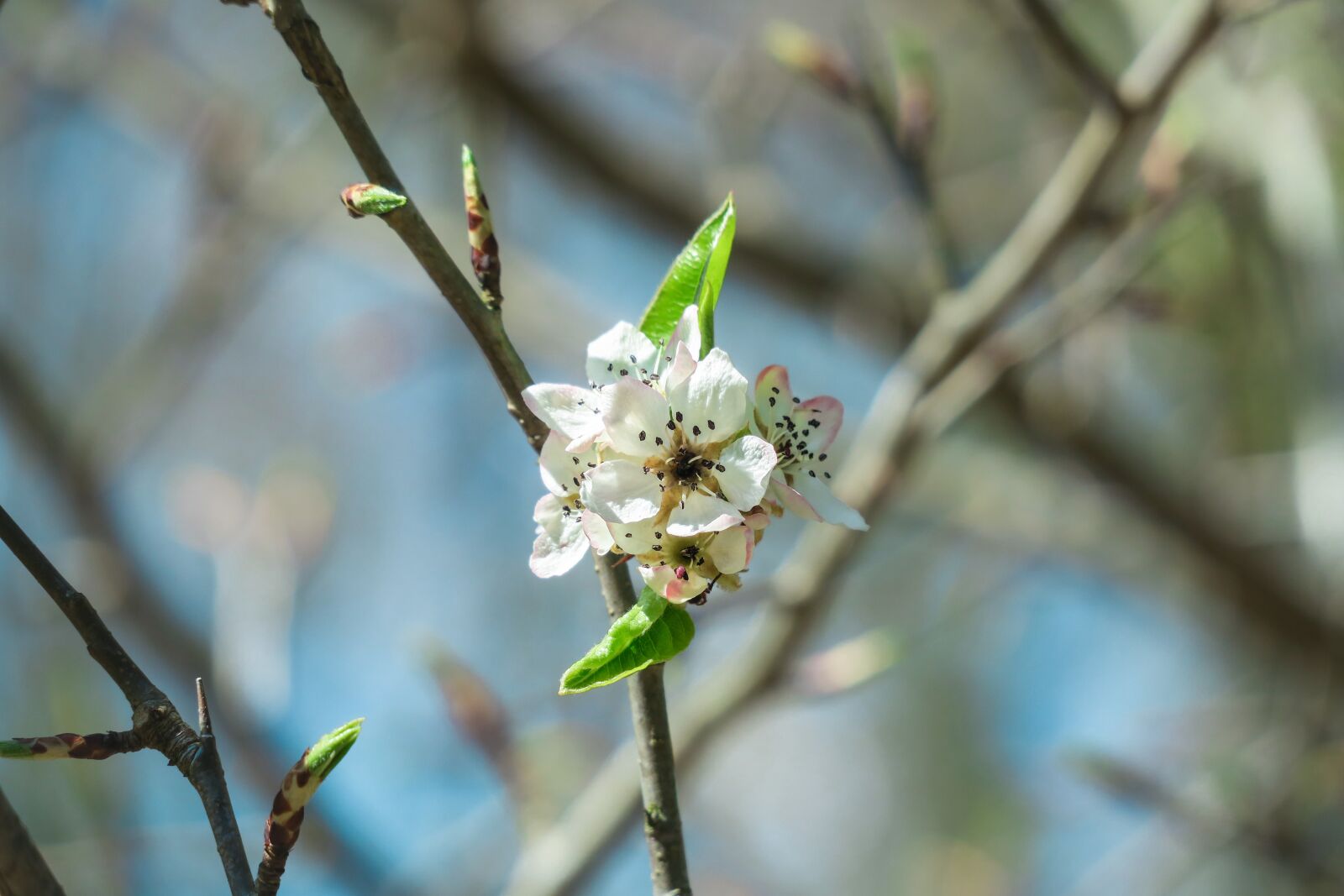 Canon PowerShot G3 X sample photo. Blossom, bloom, apple blossom photography