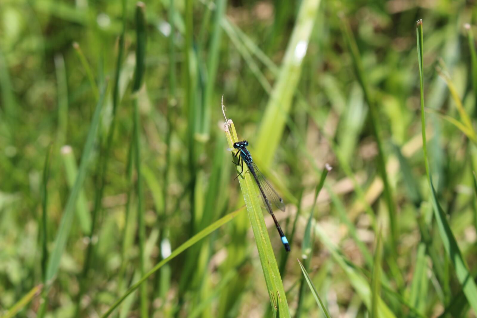 Canon EOS 700D (EOS Rebel T5i / EOS Kiss X7i) sample photo. Dragonfly, grass, blade of photography
