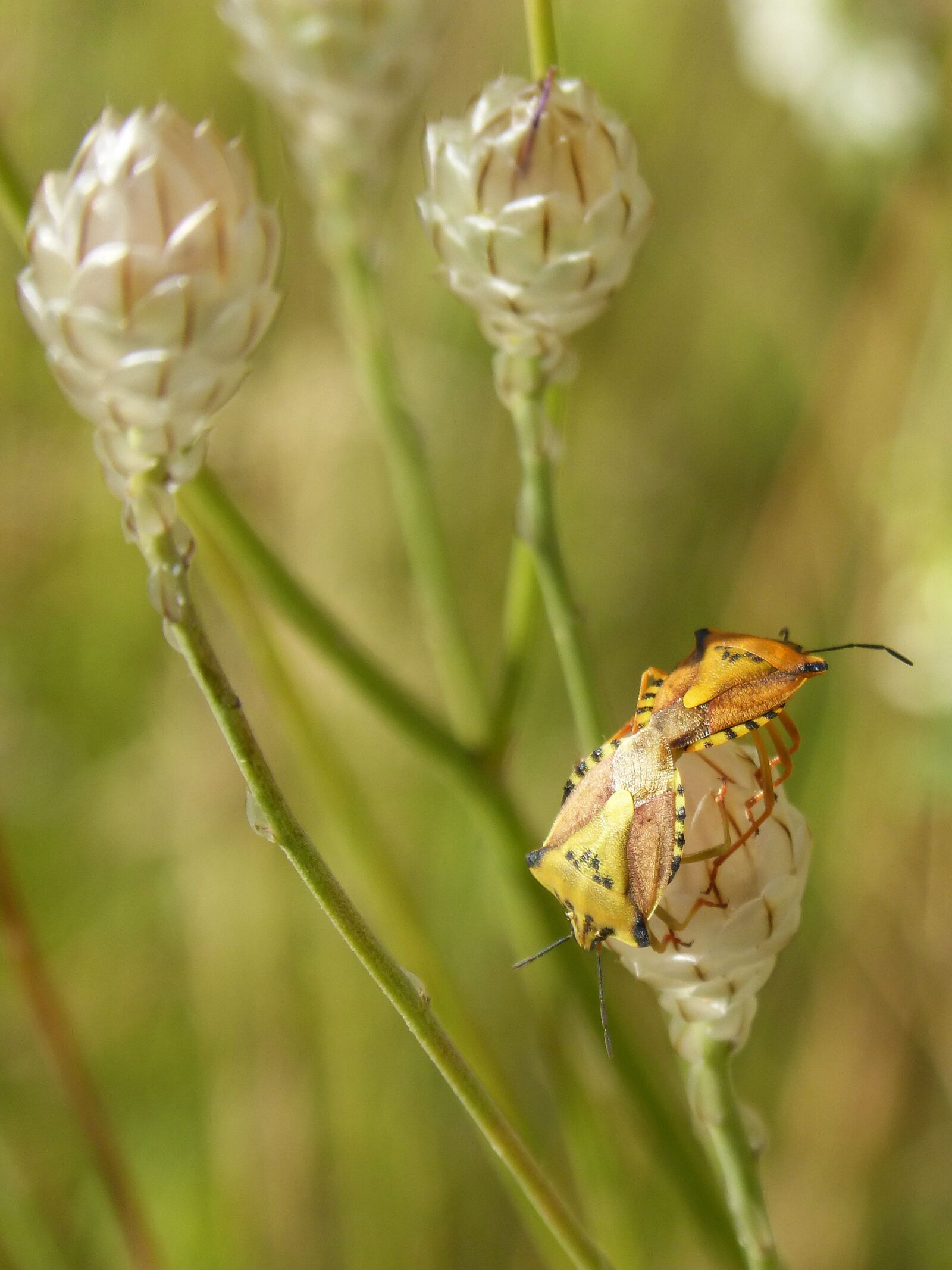Panasonic DMC-FZ62 sample photo. I pentatomid, dolycoris baccarum photography