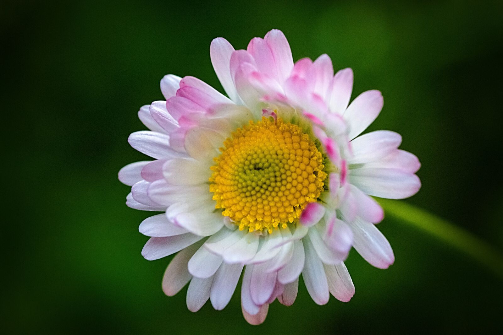 Nikon D7200 sample photo. Daisies, spring, nature photography