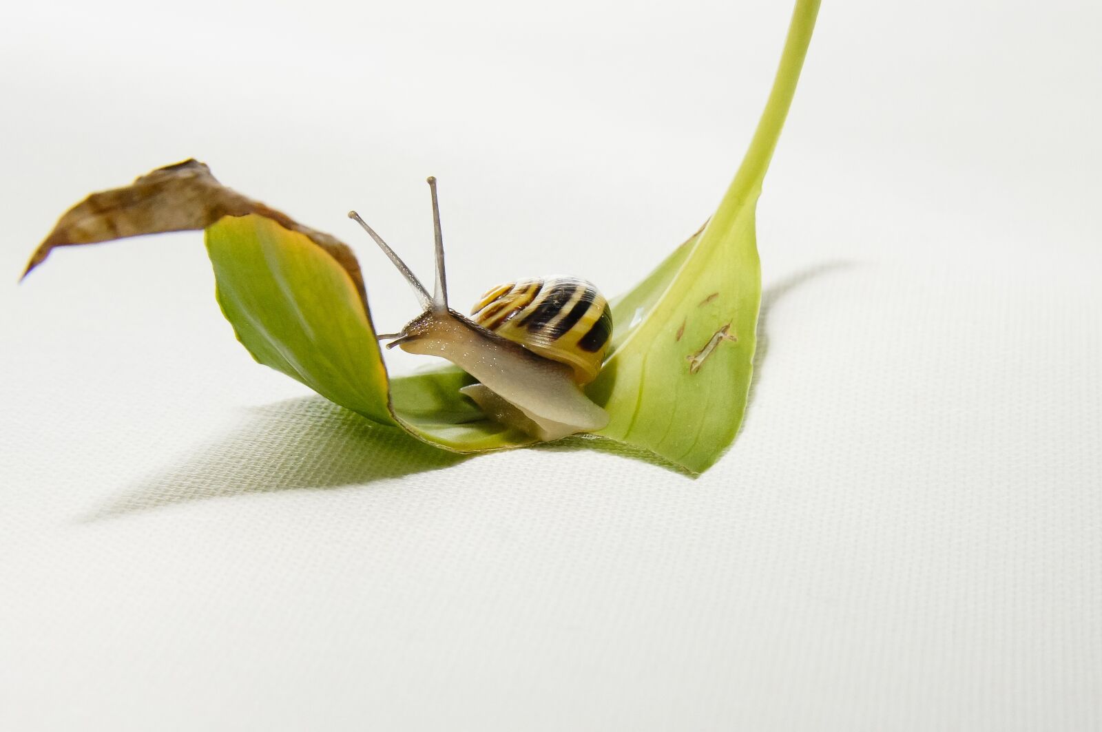 17-50mm F2.8 sample photo. Snail, leaf, brown photography