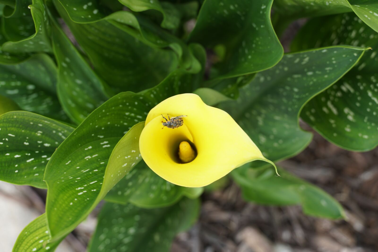 Sony a6500 sample photo. Calla lily, yellow calla photography