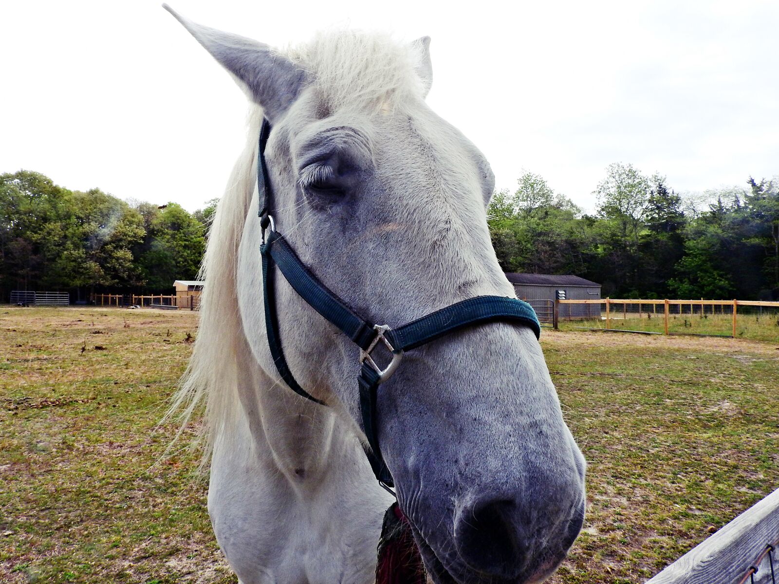 Nikon Coolpix P610 sample photo. Animals, horse, mare photography