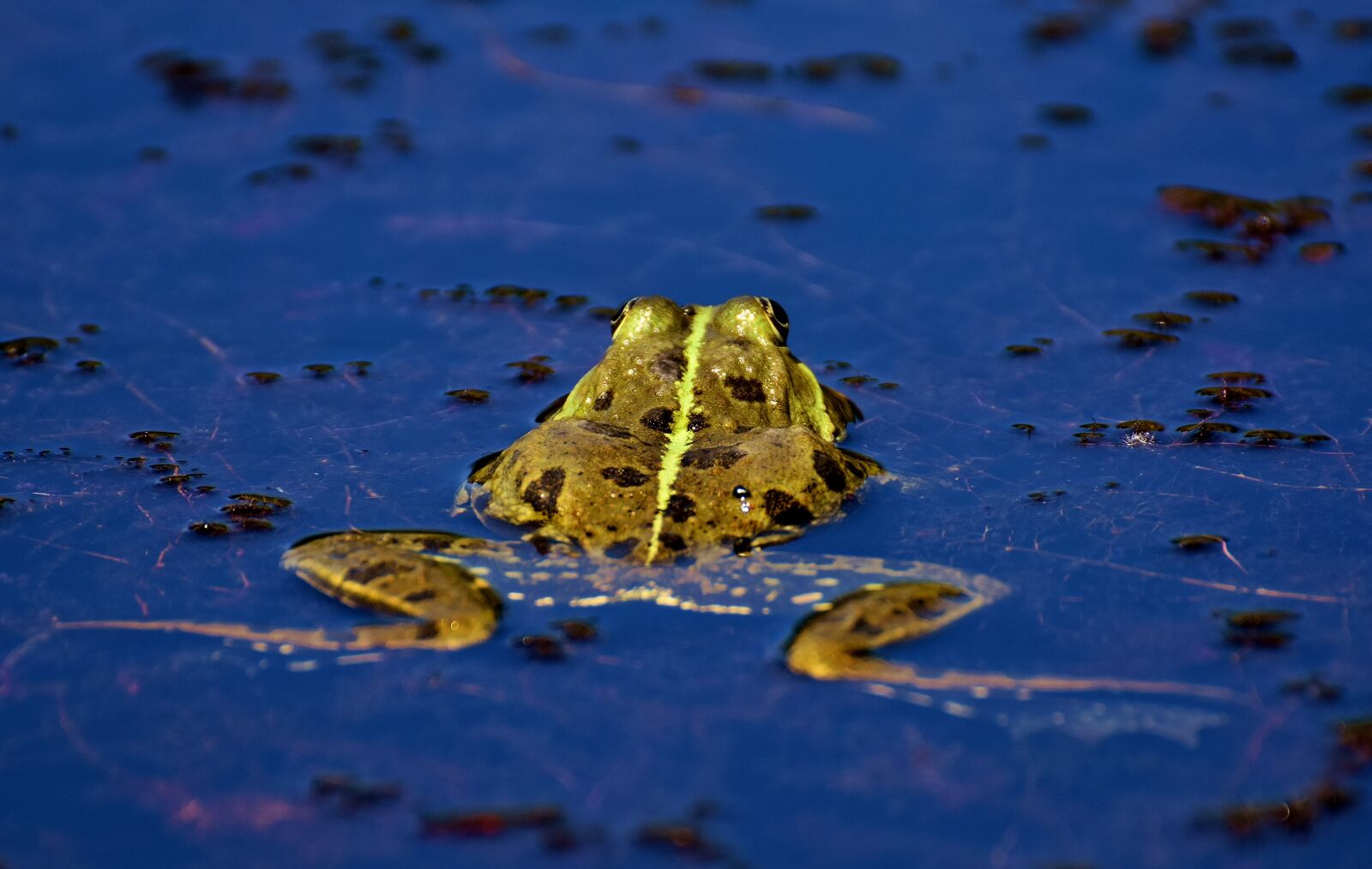 Nikon D7200 sample photo. Frog, pond, animal photography
