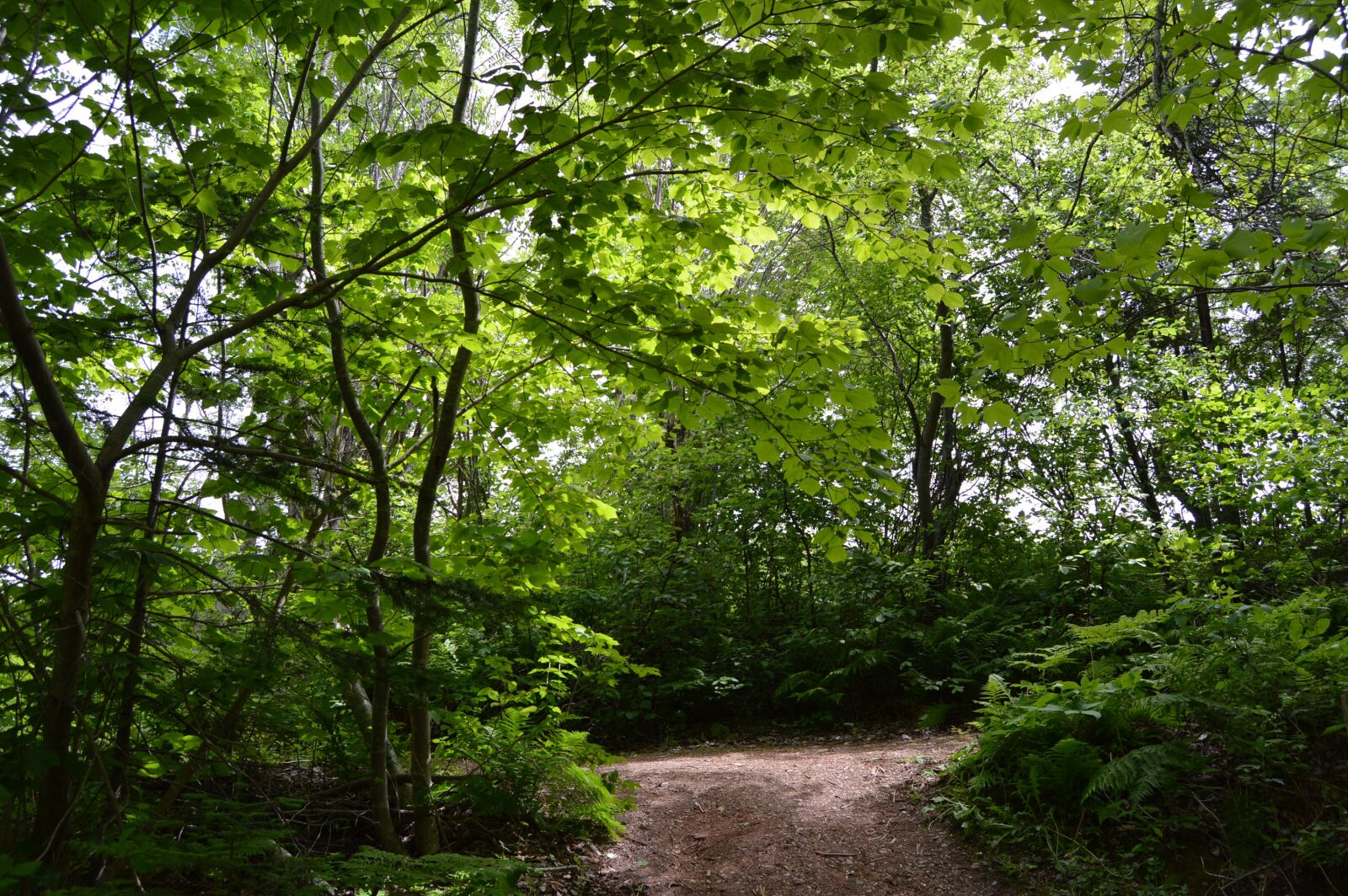 Nikon D3200 sample photo. Forest, path, nature photography