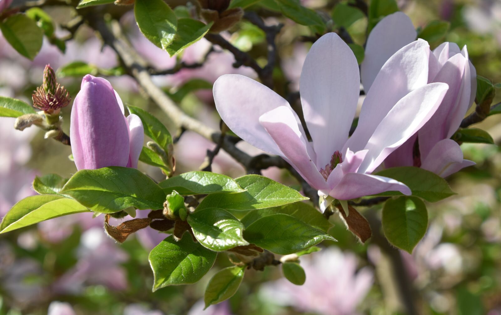 Nikon D5600 sample photo. Nature, flower, plant photography