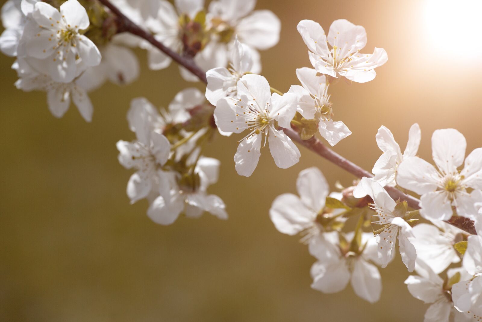 Nikon D750 sample photo. Flowers, white, spring photography