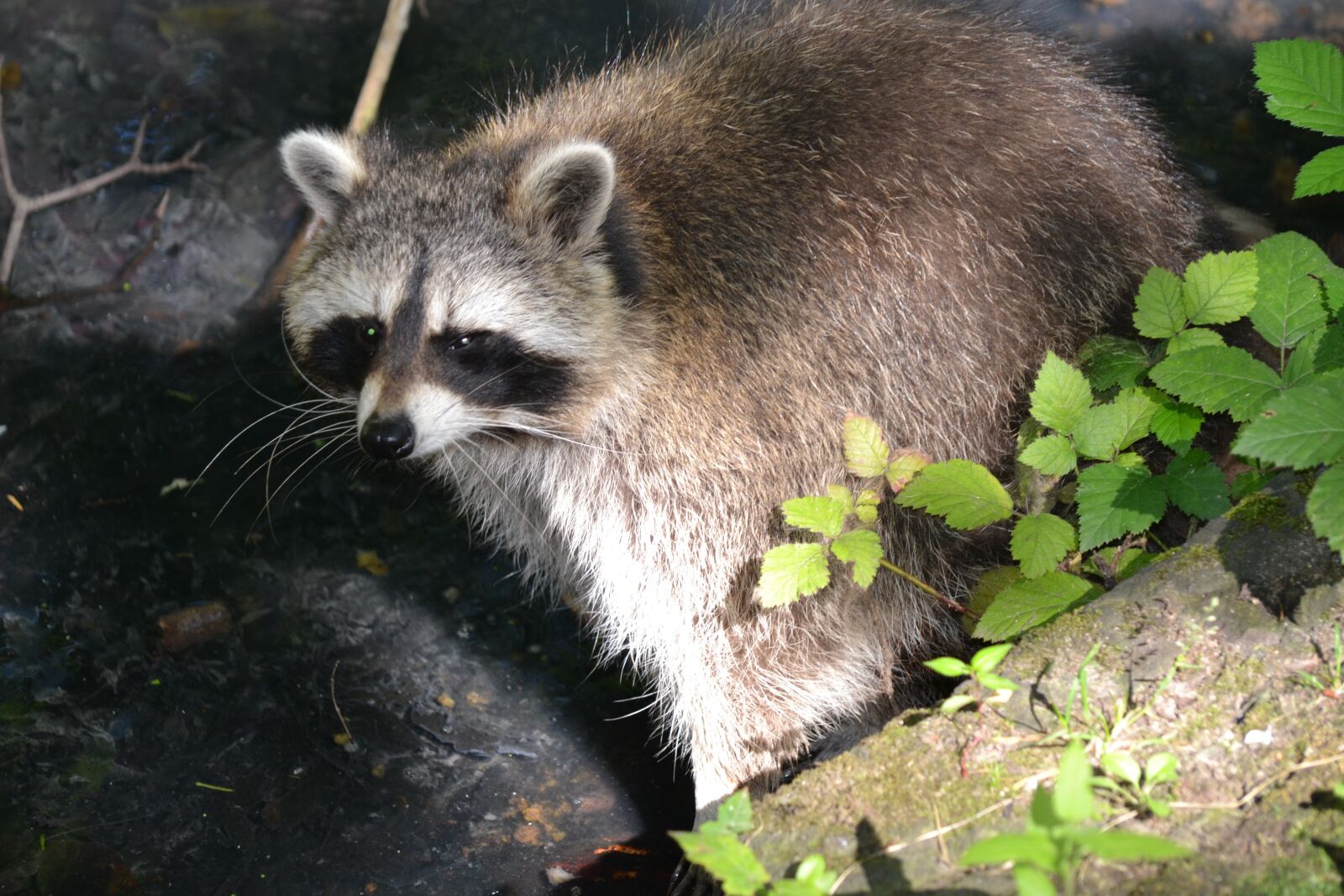 Nikon D3100 sample photo. Raccoon, forest animal, forest photography