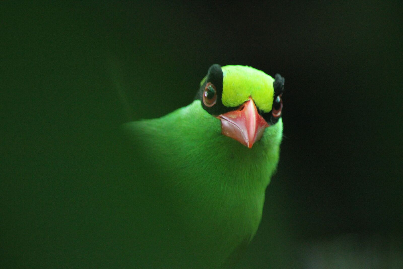 Canon EOS 550D (EOS Rebel T2i / EOS Kiss X4) sample photo. Javan green magpie, bird photography