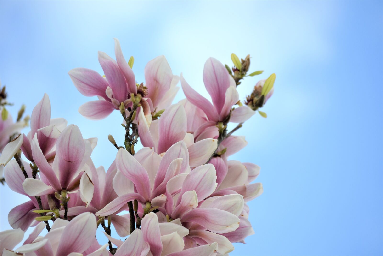 Nikon D3100 sample photo. Magnolia, pink, spring photography