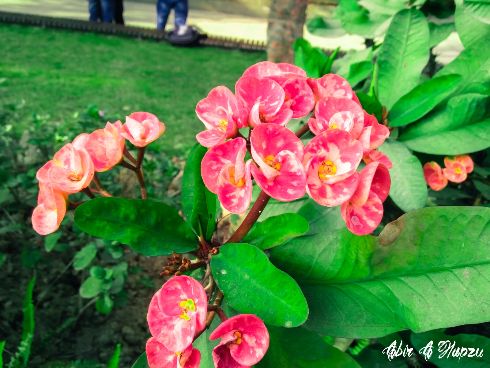 OPPO A51w sample photo. And, archide, flowers, flowers photography