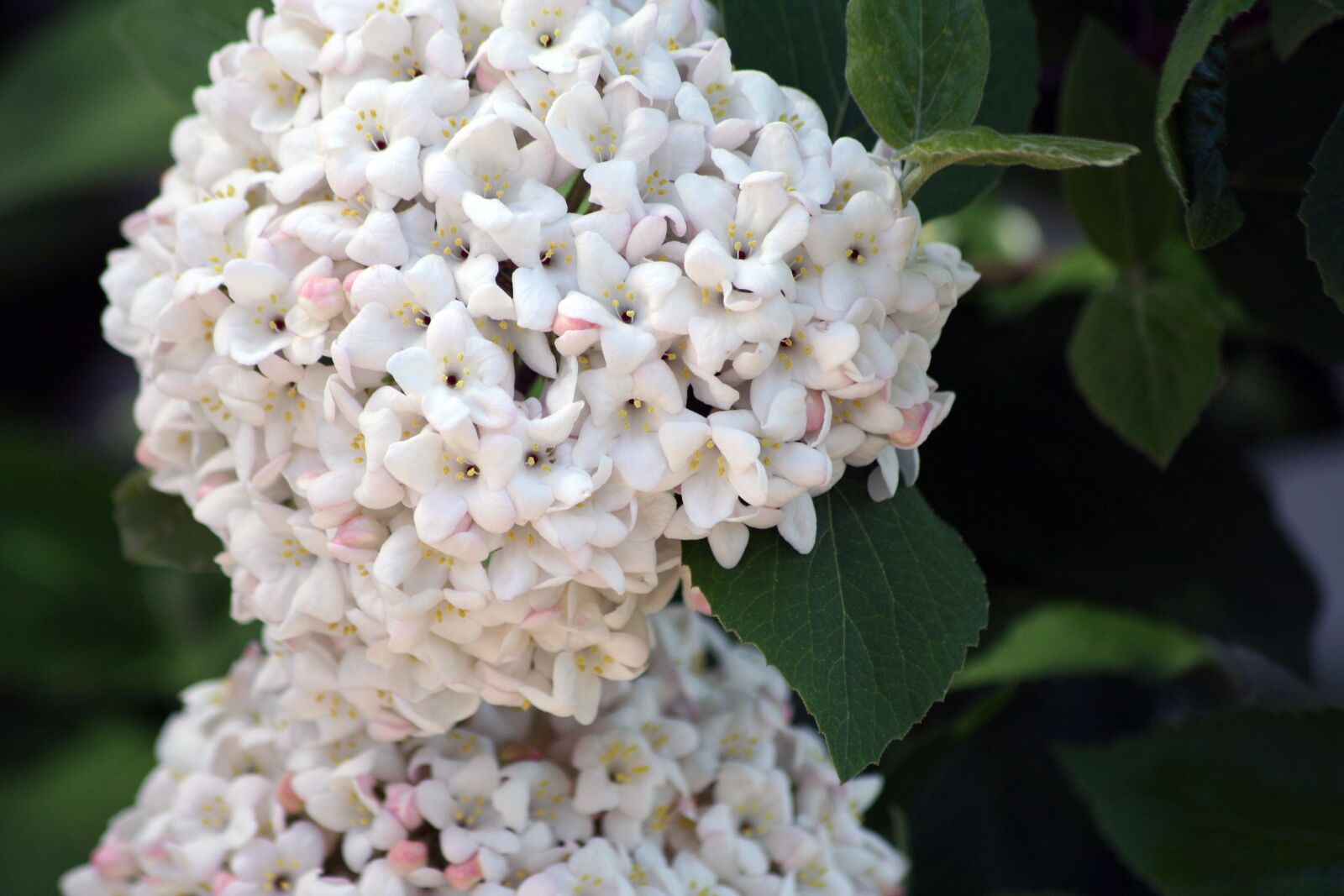 Canon EOS 350D (EOS Digital Rebel XT / EOS Kiss Digital N) sample photo. Hydrangea, flower, flowers photography