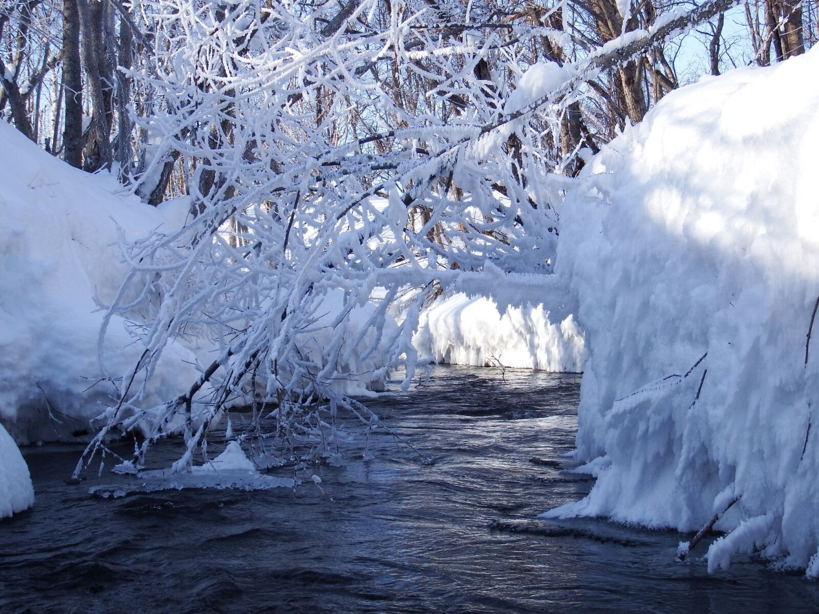 Fujifilm FinePix S1 sample photo. Winter, snow, frost photography